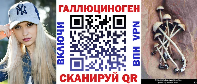 наркотики  Верея  Псилоцибиновые грибы Psilocybe 